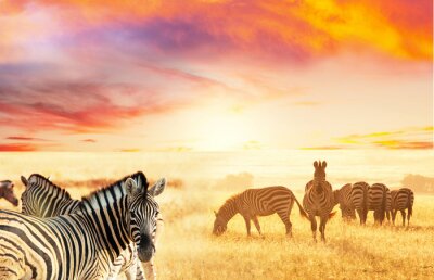 Herde Zebras in der Savanne