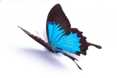 Fototapete herrschaftlicher Schmetterling vor hellem Hintergrund