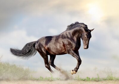 Fototapete Herumspringenes Pferd vor dem Hintergrund des Himmels
