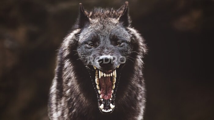 Fototapete Heulender schwarzer Wolf