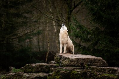 Heulender weißer Wolf