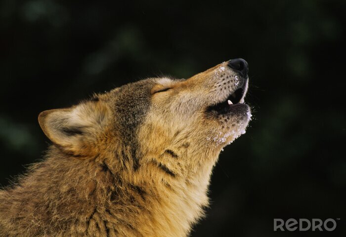 Fototapete heulender Wolf mit Wald im Hintergrund