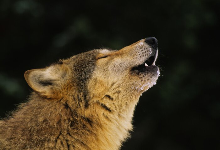 Fototapete heulender Wolf mit Wald im Hintergrund
