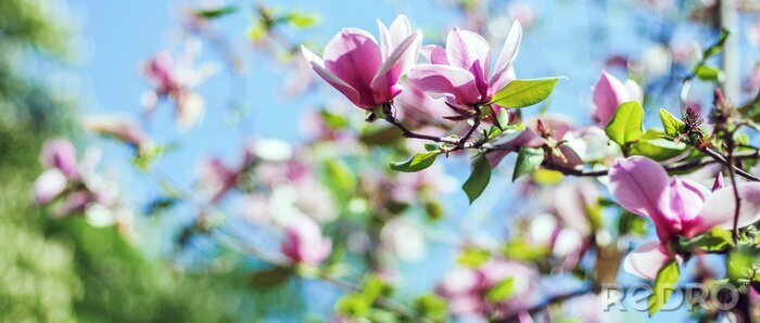 Fototapete Himmel, Sonne und Magnolien