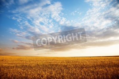 Fototapete Himmel über goldenem Feld