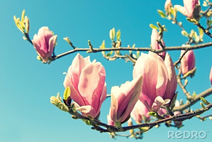 Fototapete Himmel und rosa Magnolie
