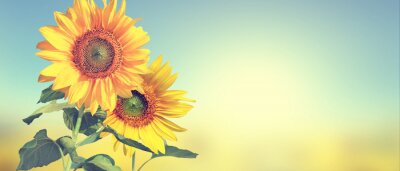 Fototapete Himmel und Sonnenblumen