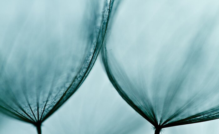 Fototapete Himmelblaue Pusteblumensamen Makro