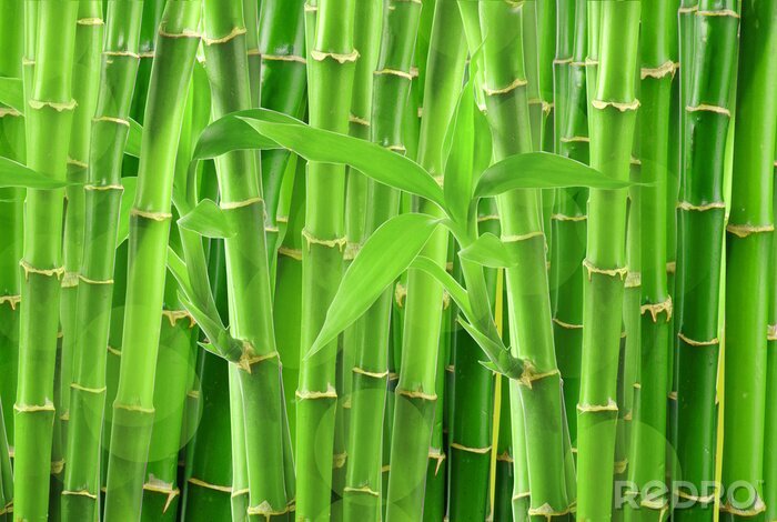 Fototapete Hintergrund aus Bambussen