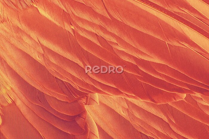 Fototapete Hintergrund aus orangefarbenen Federn