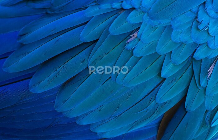 Fototapete Hintergrund der exotischen Federn