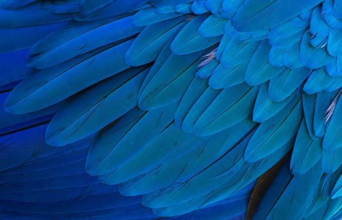 Fototapete Hintergrund der exotischen Federn