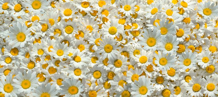 Fototapete Hintergrund mit Gänseblümchen