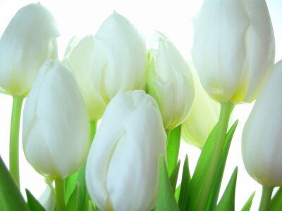 Fototapete Hintergrund mit weißen Tulpen