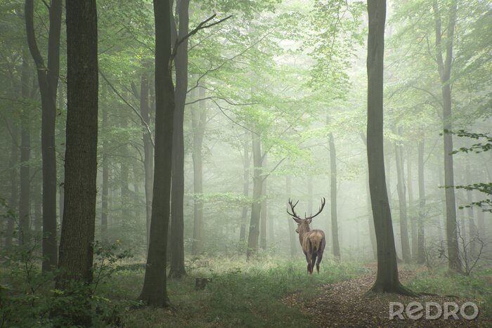 Fototapete Hirsch im grünen nebligen Wald