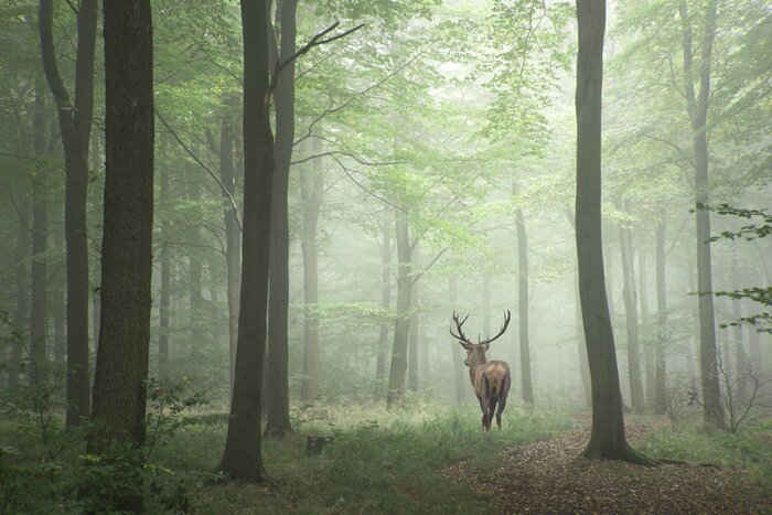Fototapete Hirsch im grünen nebligen Wald