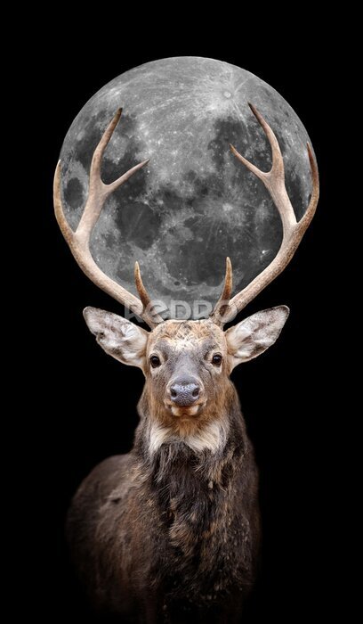 Fototapete Hirsch mit Mond auf schwarzem Hintergrund
