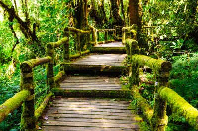Fototapete Hölzerne Treppen im Dschungel