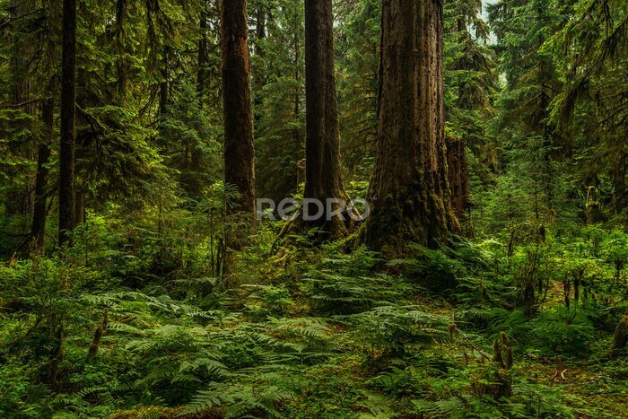 Fototapete Hoh Regenwald