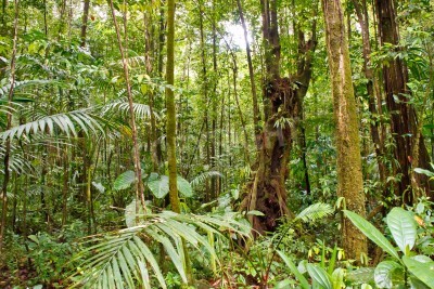 Fototapete Hohe Bäume im Dschungel