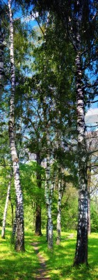 Fototapete Hohe Birken