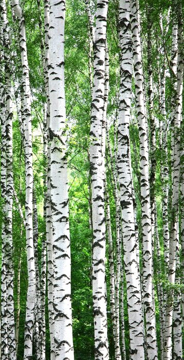 Fototapete Hohe Birken schlank