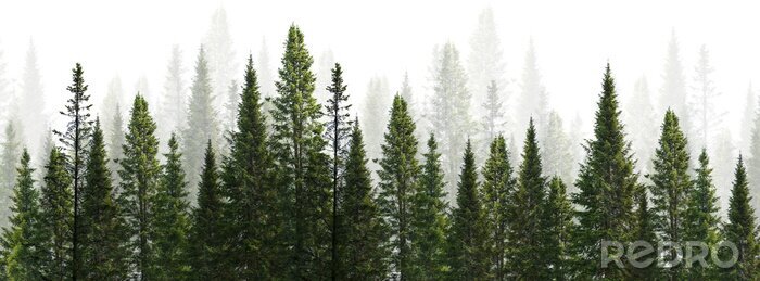 Fototapete Hohe Nadelbäume