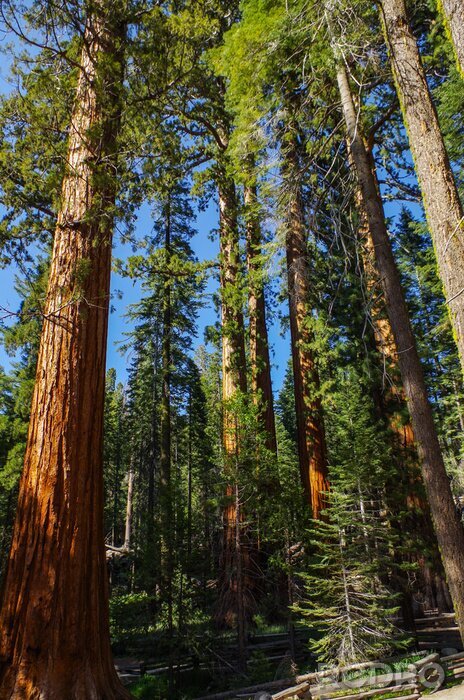 Fototapete Hohe Nadelbäume