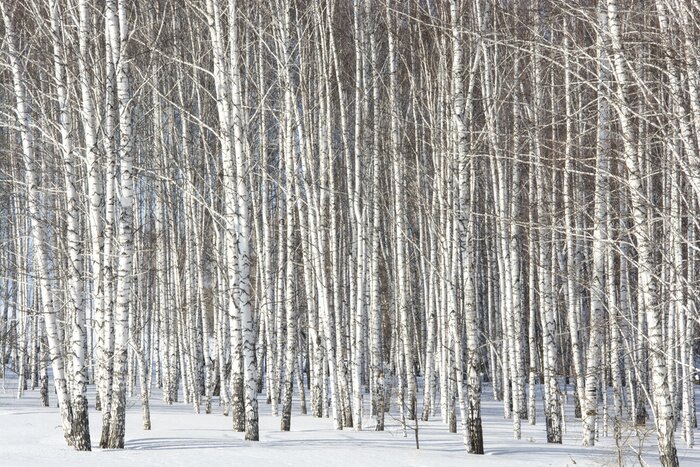 Fototapete Hohe schlanke Birken