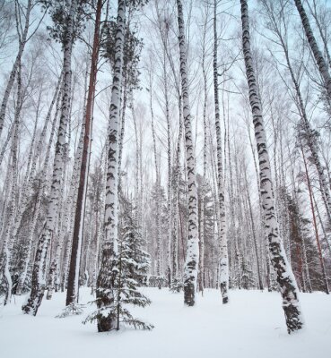 Fototapete Hohe winterliche Birken