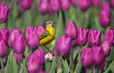 Fototapete Holländische Blumen und Vogel