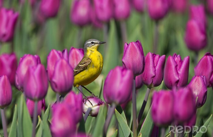 Fototapete Holländische Blumen und Vogel