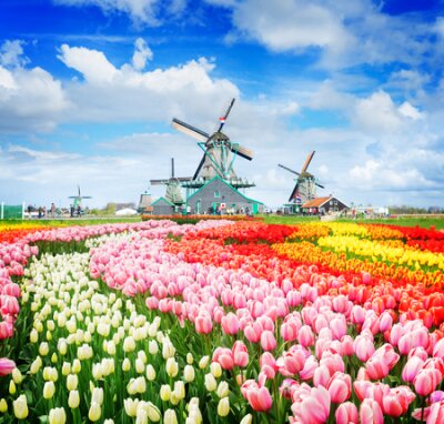 Fototapete Holländische Windmühlen und Tulpen in der Zaanse Schans