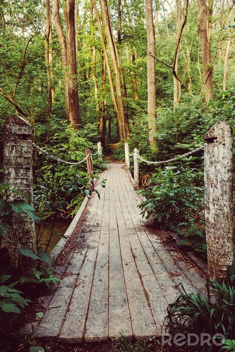 Fototapete Holzbrücke im Dschungel