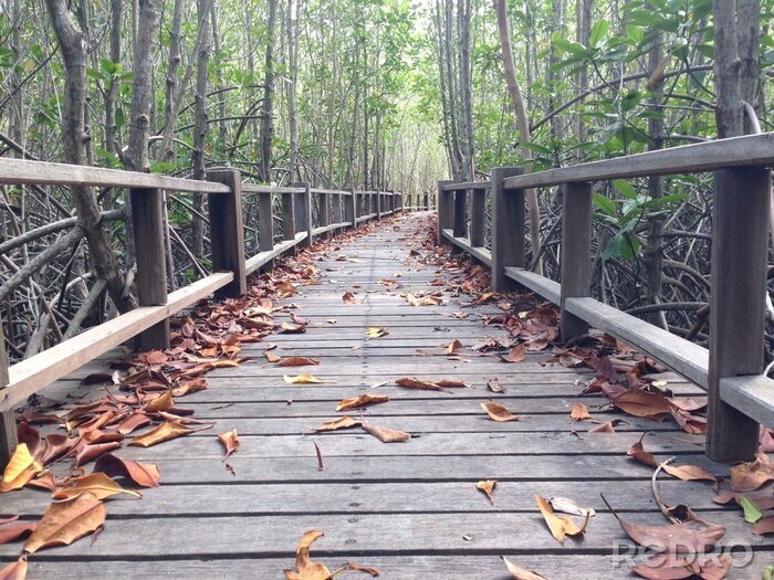 Fototapete Holzbrücke mit Herbstlaub