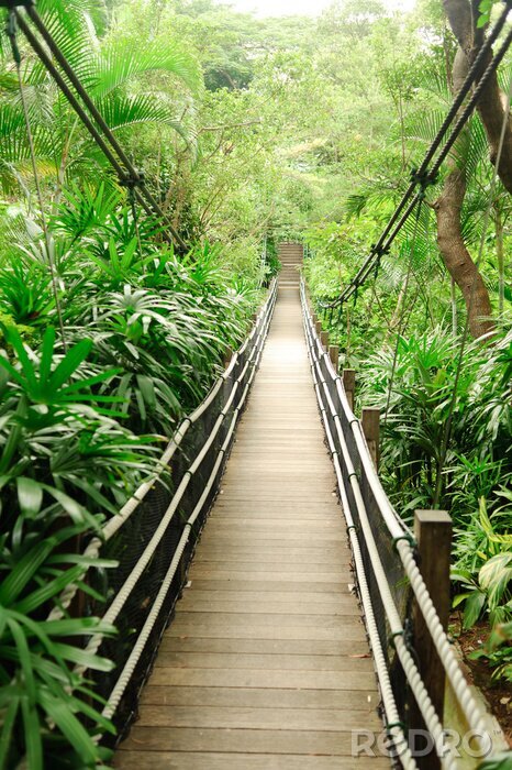 Fototapete Holzbrücke überm Dschungel