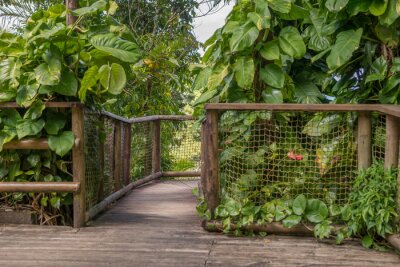 Fototapete Holzbrücke unter exotischen Pflanzen