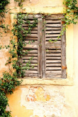 Fototapete Holzfensterläden mit pflanzen überwachsen