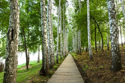 Fototapete Holzpfad durch Birkenwald