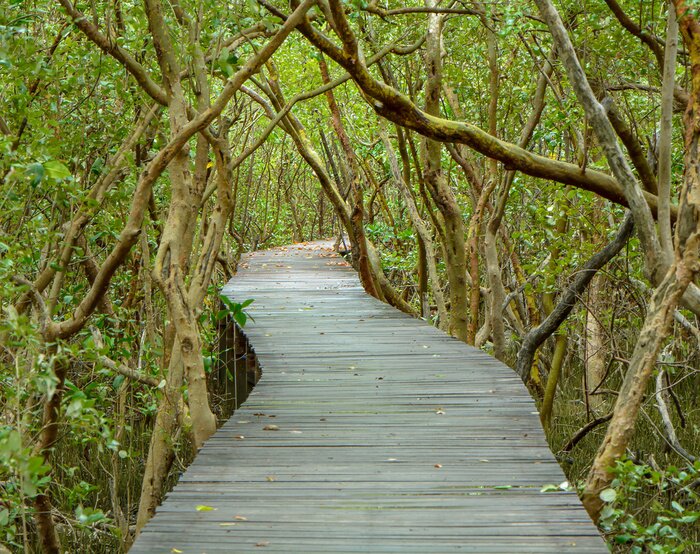 Fototapete Holzsteg inmitten von Bäumen