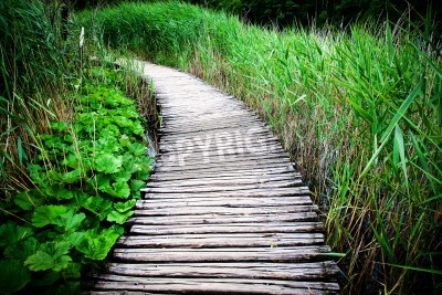 Fototapete Holzsteg inmitten von Pflanzen