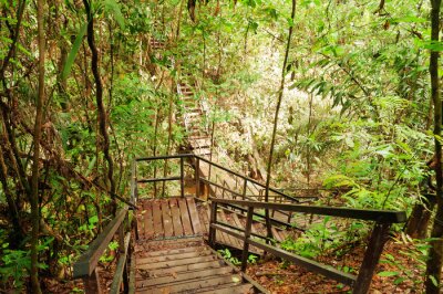 Fototapete Holztreppen im Dschungel