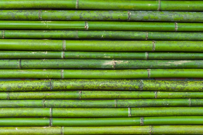 Fototapete Horizontale Bambussprossen