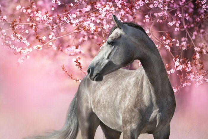 Fototapete Horse and foal