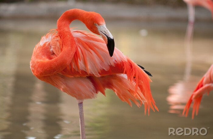 Fototapete Hübsche im wasser watende flamingos