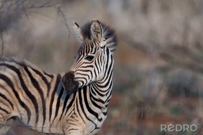 Fototapete hübsches Zebra auf verschwommenem Hintergrund