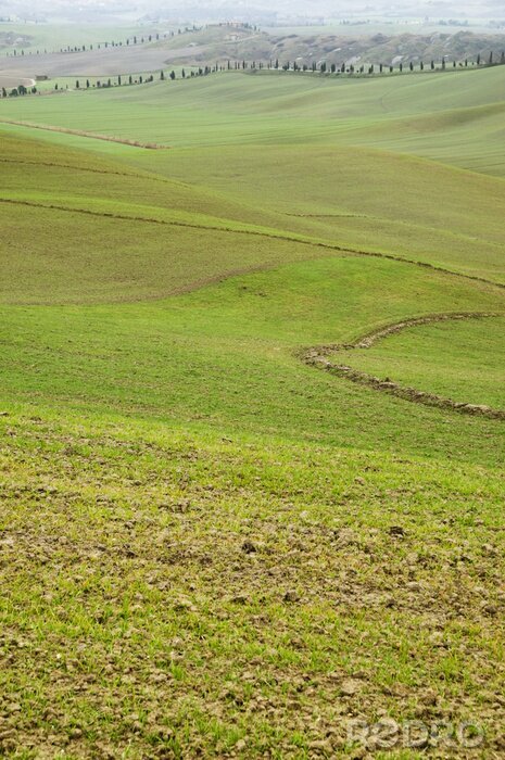Fototapete Hügel der Toskana mit Reihen von Zypressen