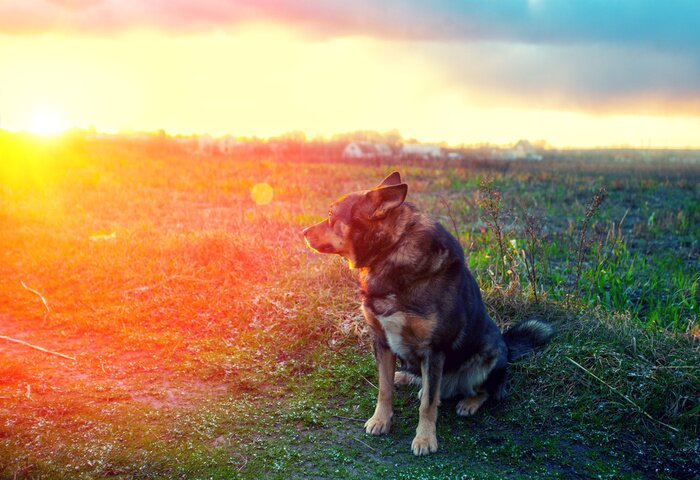 Fototapete Hündchen vor dem Hintergrund des farbigen Himmels
