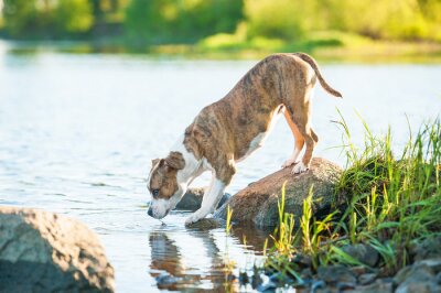 Fototapete Hund am Wasser