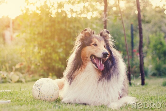 Fototapete Hund auf dem Rasen mit einem Ball